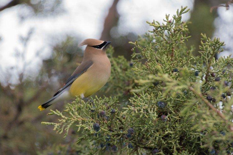 Свиристель – фото птицы