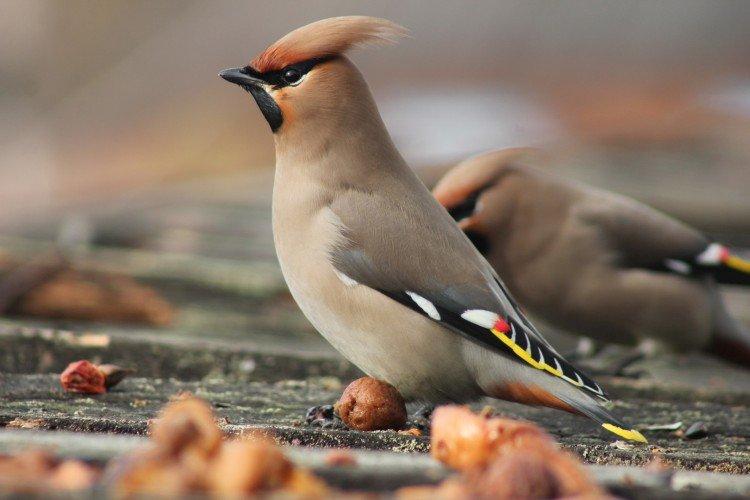 Свиристель – фото птицы