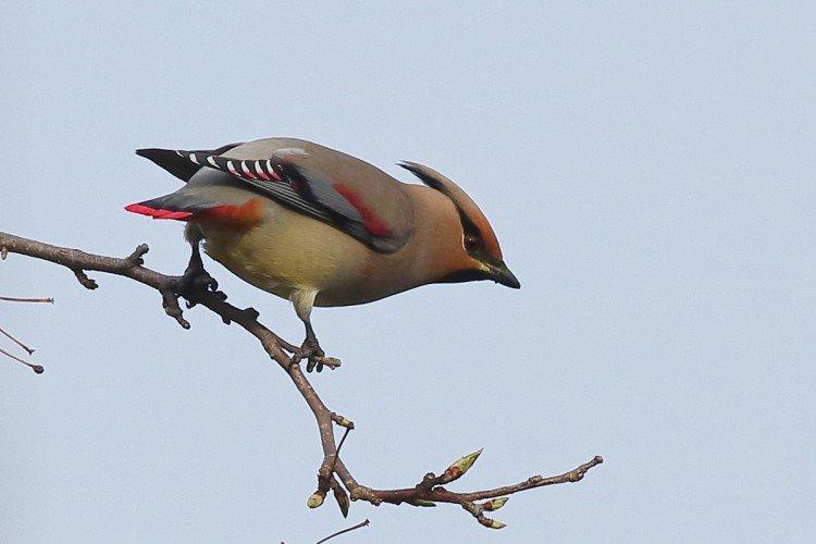 Свиристель – фото птицы