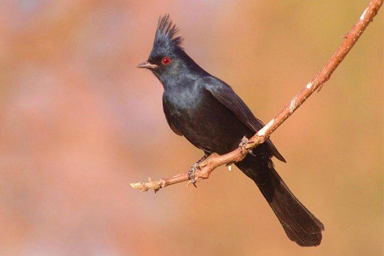 Черный свиристель