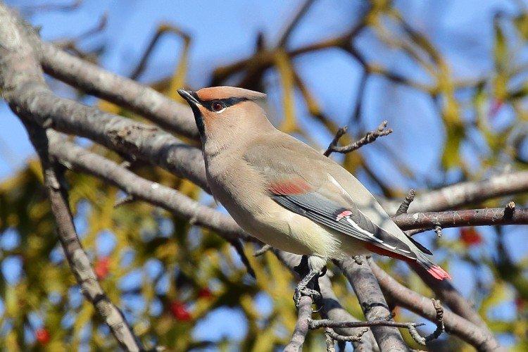 Амурский свиристель