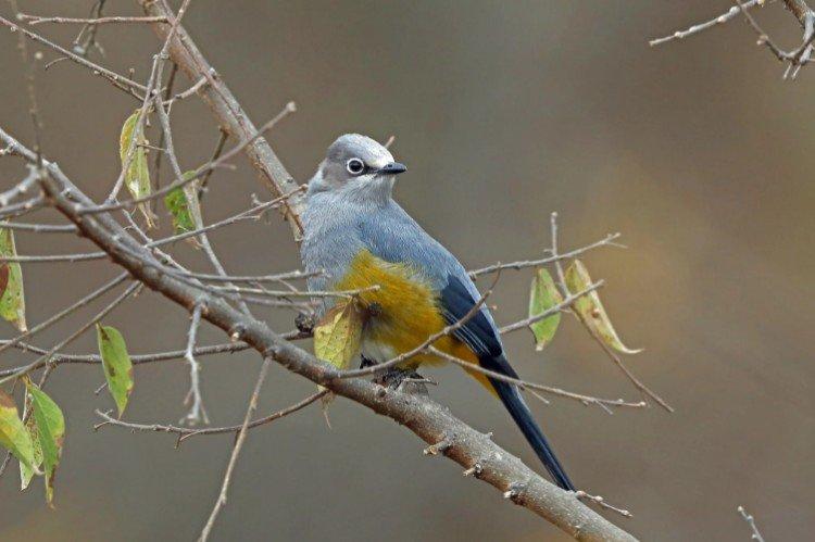 Серый шелковый свиристель