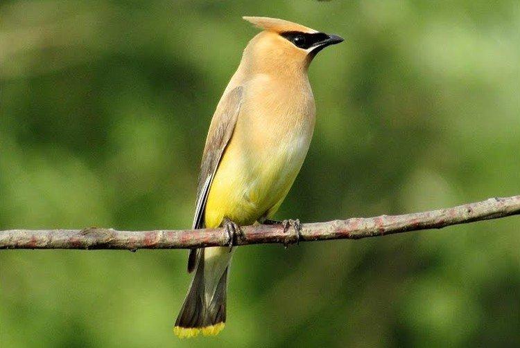 Американский свиристель