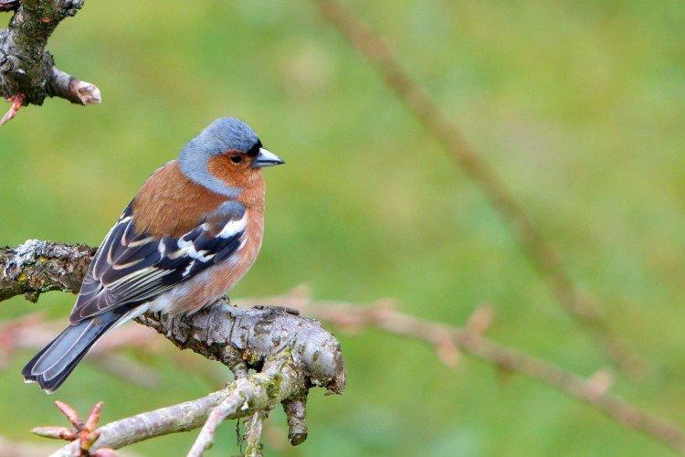 Зяблики – фото птицы