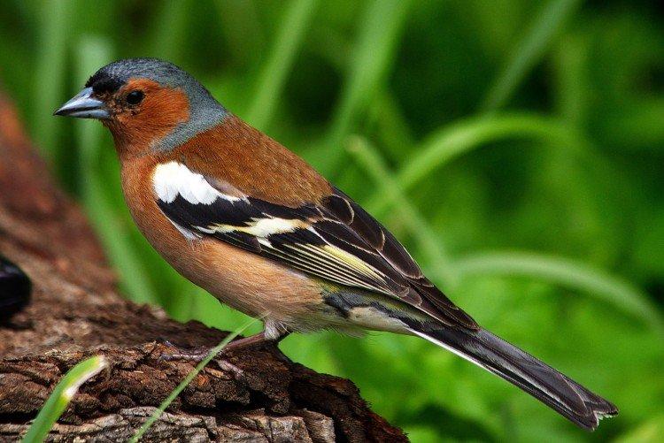 Зяблики – фото птицы