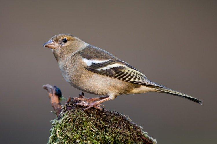 Самец и самка зяблика: отличия