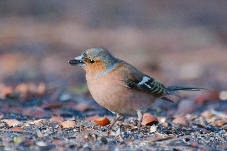 Зяблики – фото птицы