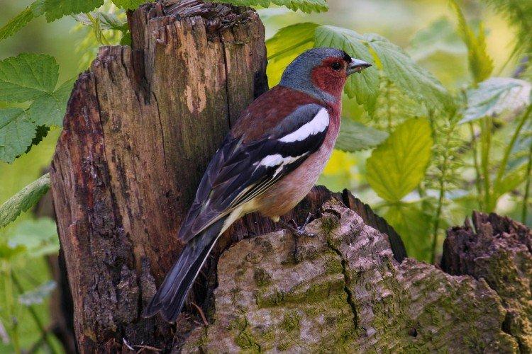 Зяблики – фото птицы