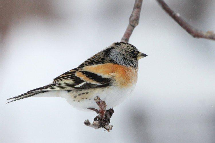 Зяблики – фото птицы