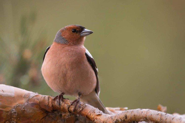 Зяблики – фото птицы