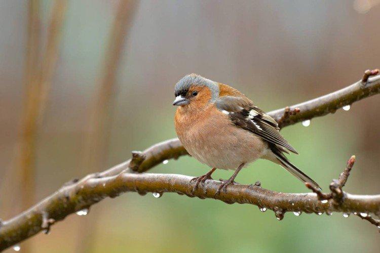 Зяблики – фото птицы