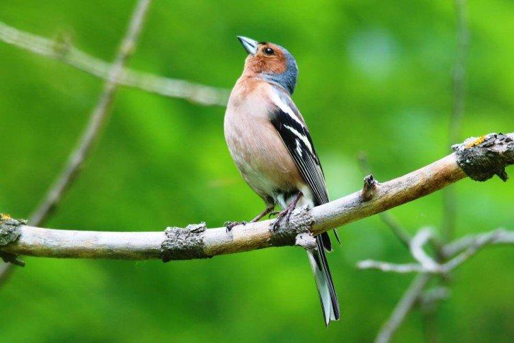 Зяблики – фото птицы