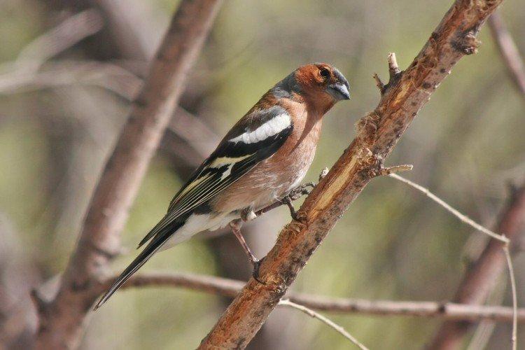 Зяблики – фото птицы