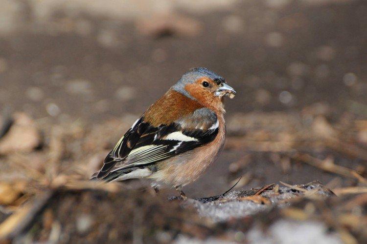 Зяблики – фото птицы