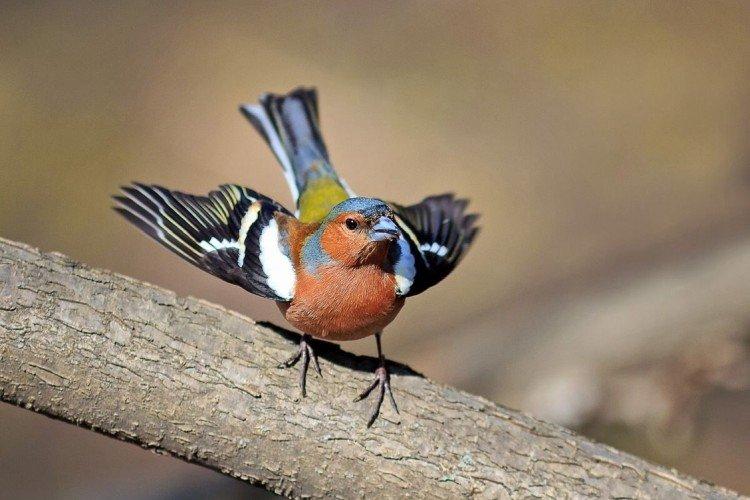 Зяблики – фото птицы