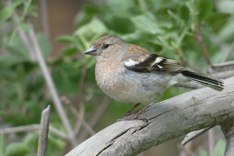 Гирканский зяблик