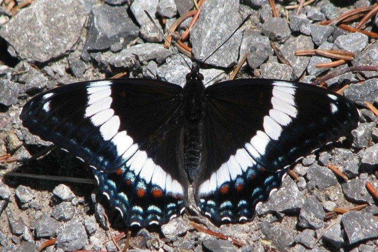 Естественные враги