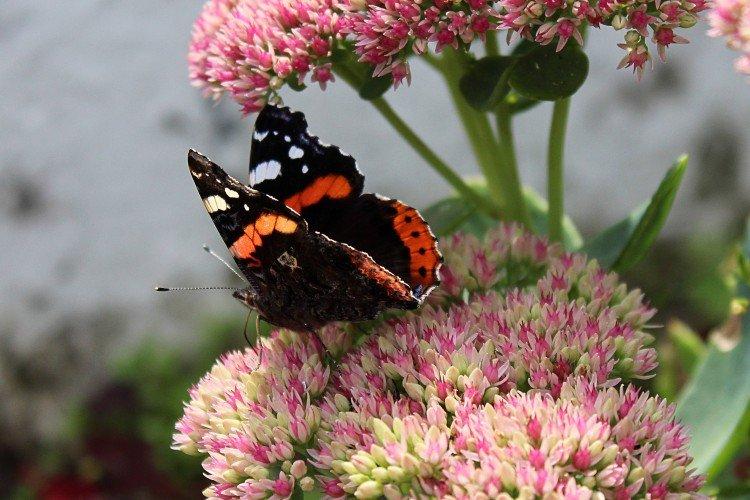 Бабочка адмирал – фото