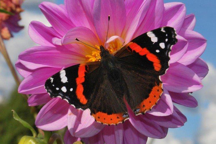 Бабочка адмирал – фото