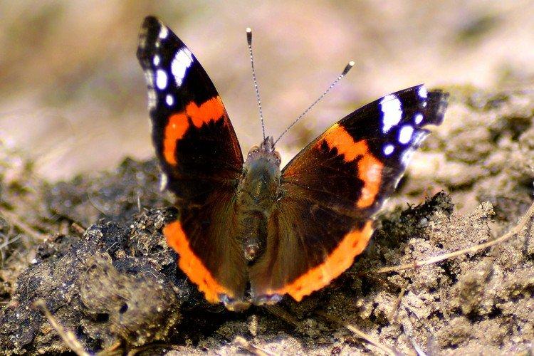 Бабочка адмирал – фото