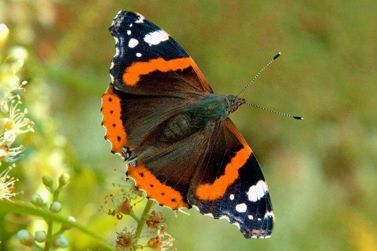 Бабочка адмирал – фото