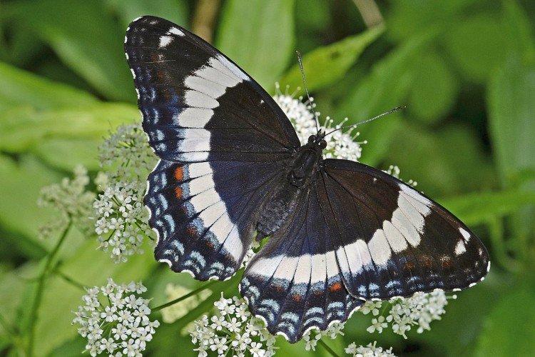 Белый адмирал