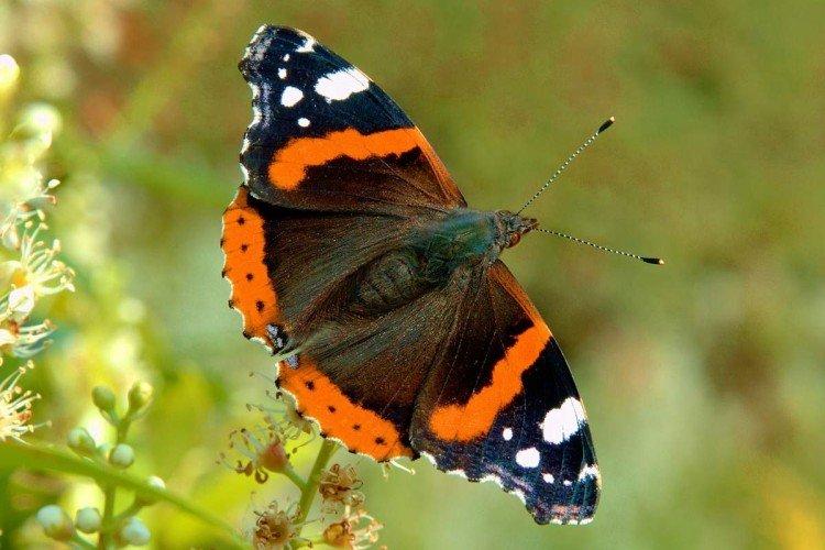 Размножение бабочки адмирал