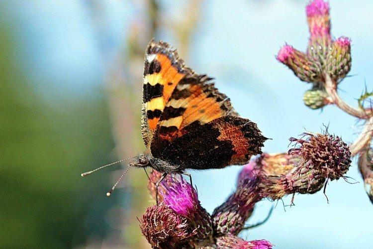 Бабочка крапивница – фото