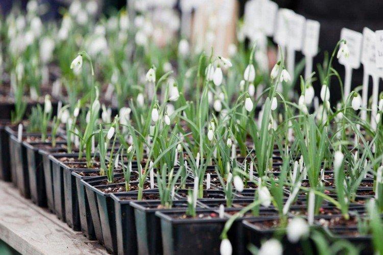 Посадка и размножение