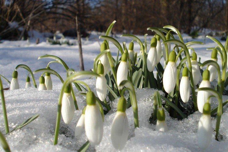 Подснежники – фото