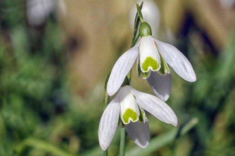 Киликийский подснежник