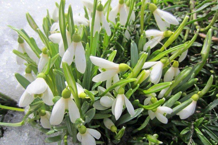 Подснежник Борткевича