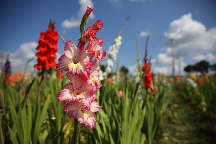 Удобрения и подкормка