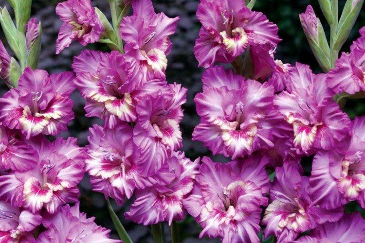 Гладиолусы – фото