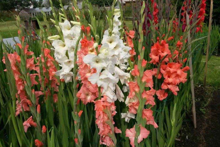 Гладиолусы – фото