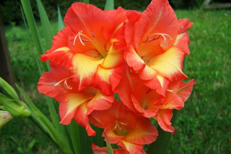 Гладиолусы – фото