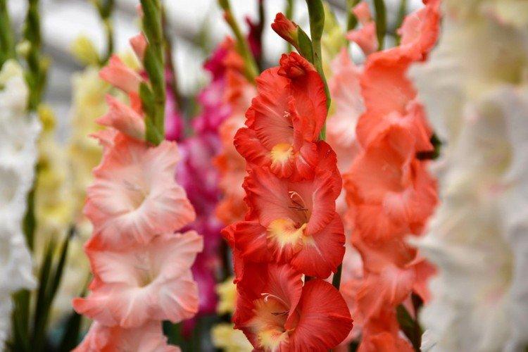 Гладиолусы – фото