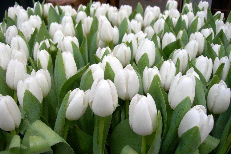 Удобрения и подкормка