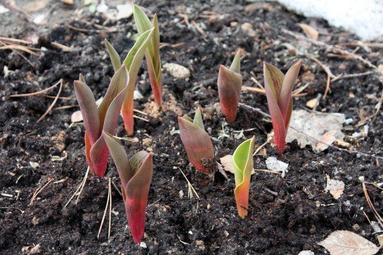 Посадка и размножение