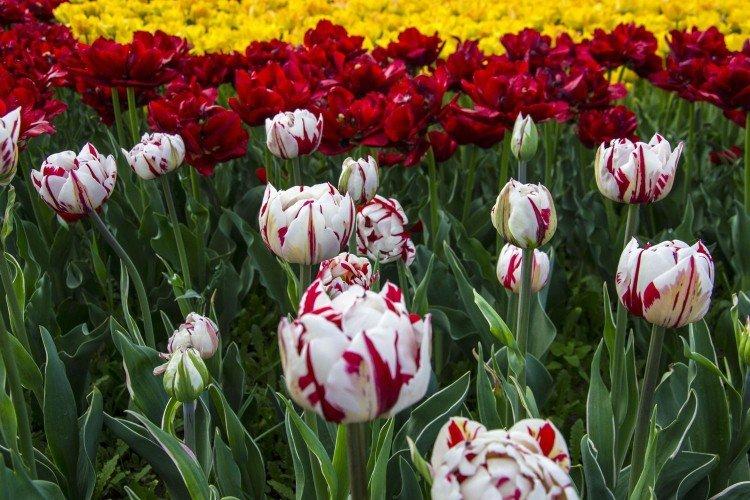 Тюльпаны – фото