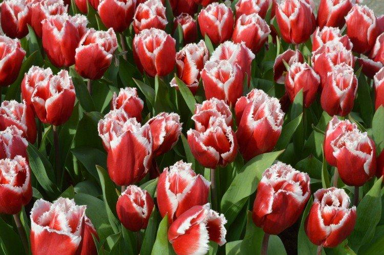 Тюльпаны – фото