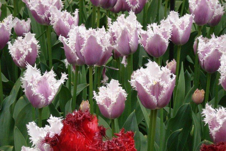 Тюльпаны – фото