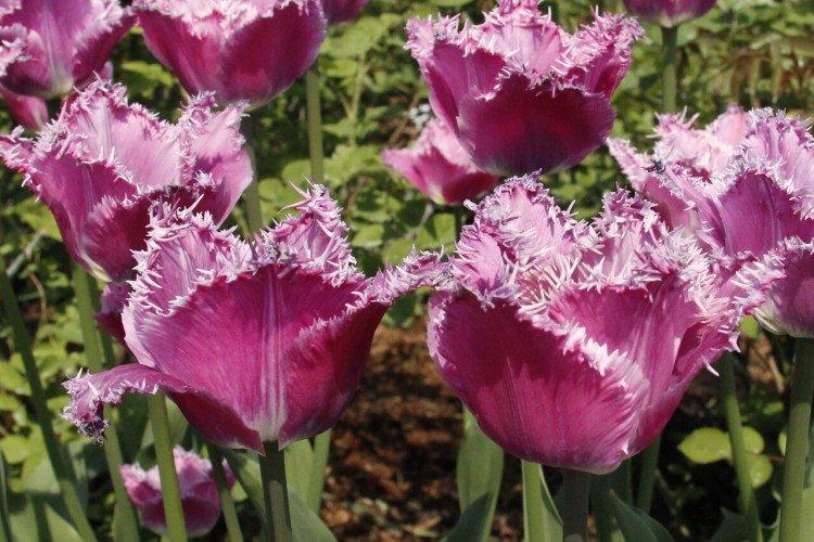 Бахромчатые тюльпаны