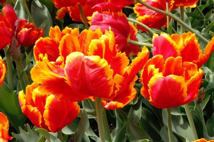 Тюльпаны – фото