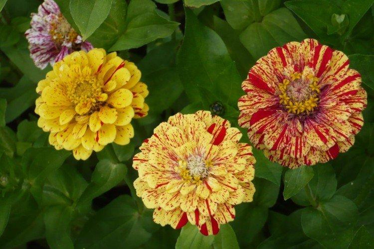 Циния – фото