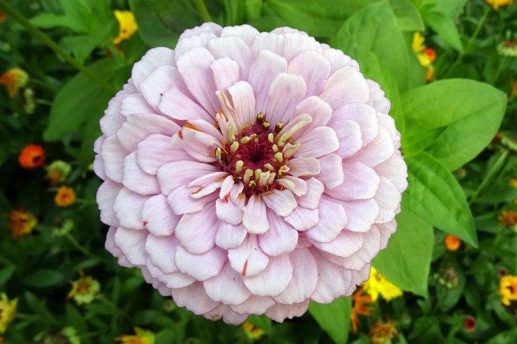 Циния – фото