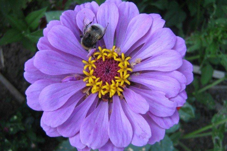 Циния – фото