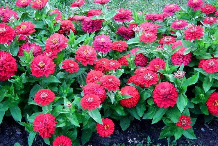 Циния – фото