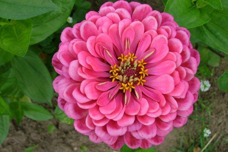 Циния – фото