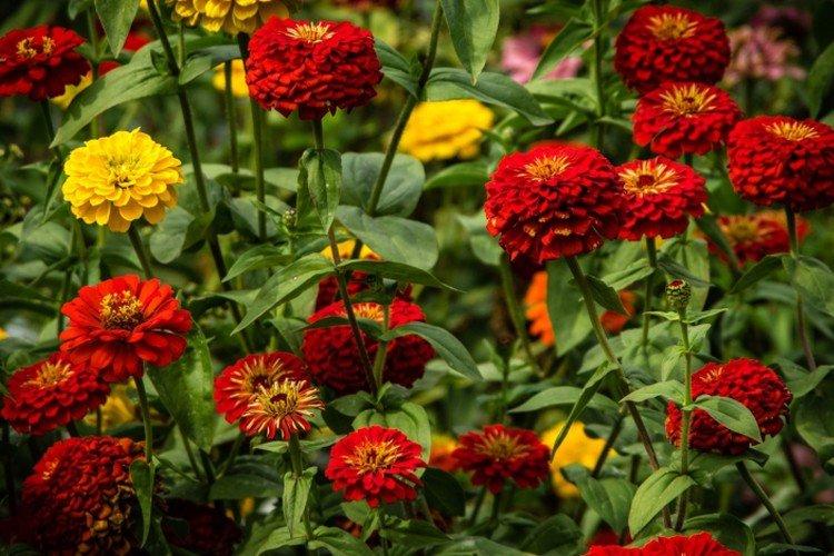 Циния – фото